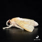 Insect Series Moth Plush Toys Animal Doll 20054:419249