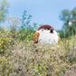 Tree Sparrow Stuffed Animal Bird Plush - TOY-ACC-3601 - Bowuwenchuang - 42shops